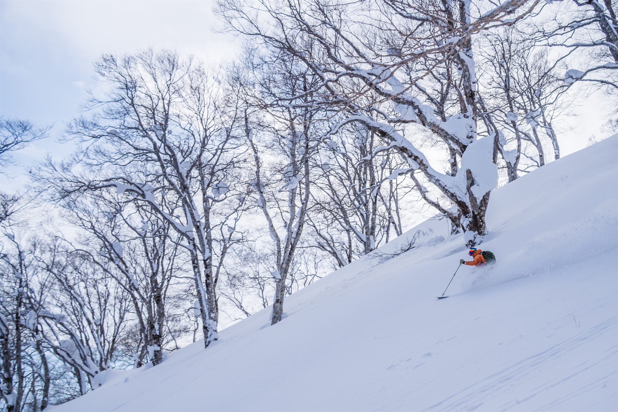雪をまとったブナ林の斜面に、ターンを描くスキーヤー